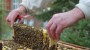 Die Rettung der Honigbiene | NDR.de - Fernsehen - TV-Programm - import